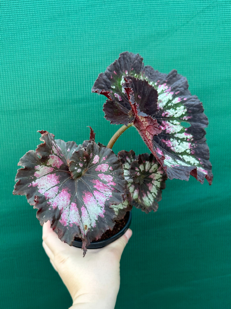 Begonia ‘Cherry Bright’