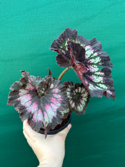 Begonia ‘Cherry Bright’