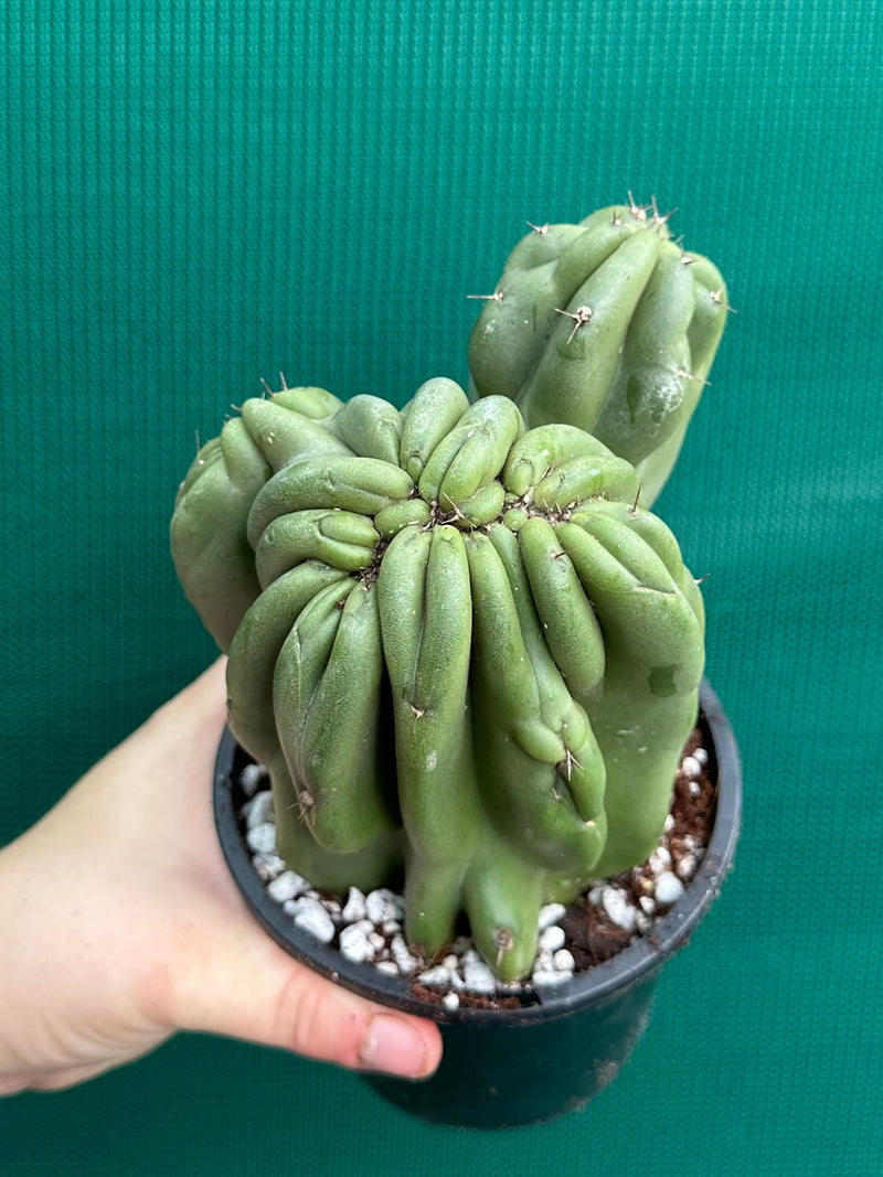 Cereus Peruvianus 'Monstrose'