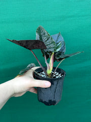 Alocasia Infernalis NEW
