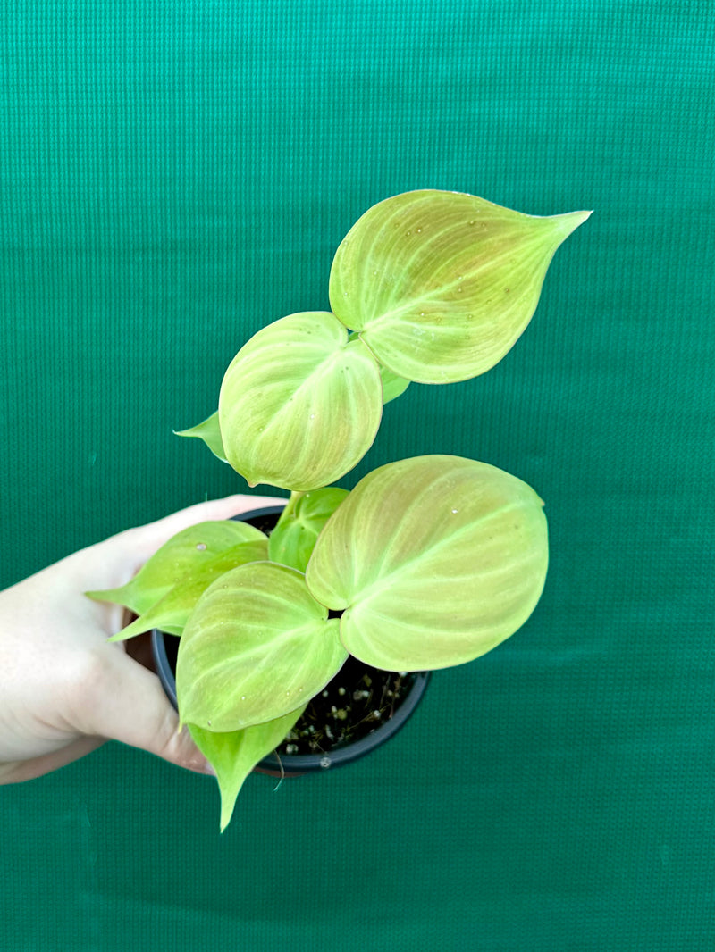 Philodendron Camposportoanum