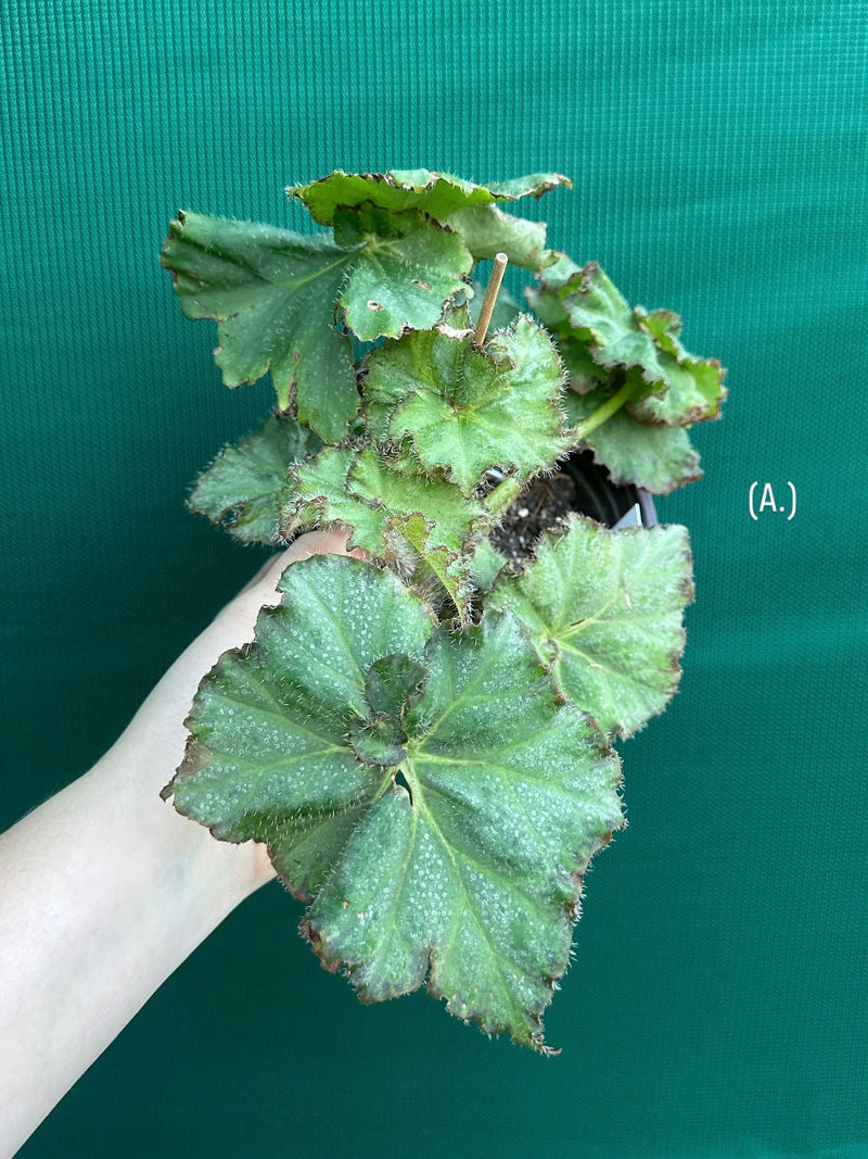 Begonia NOID 32