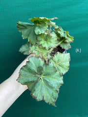 Begonia NOID 32