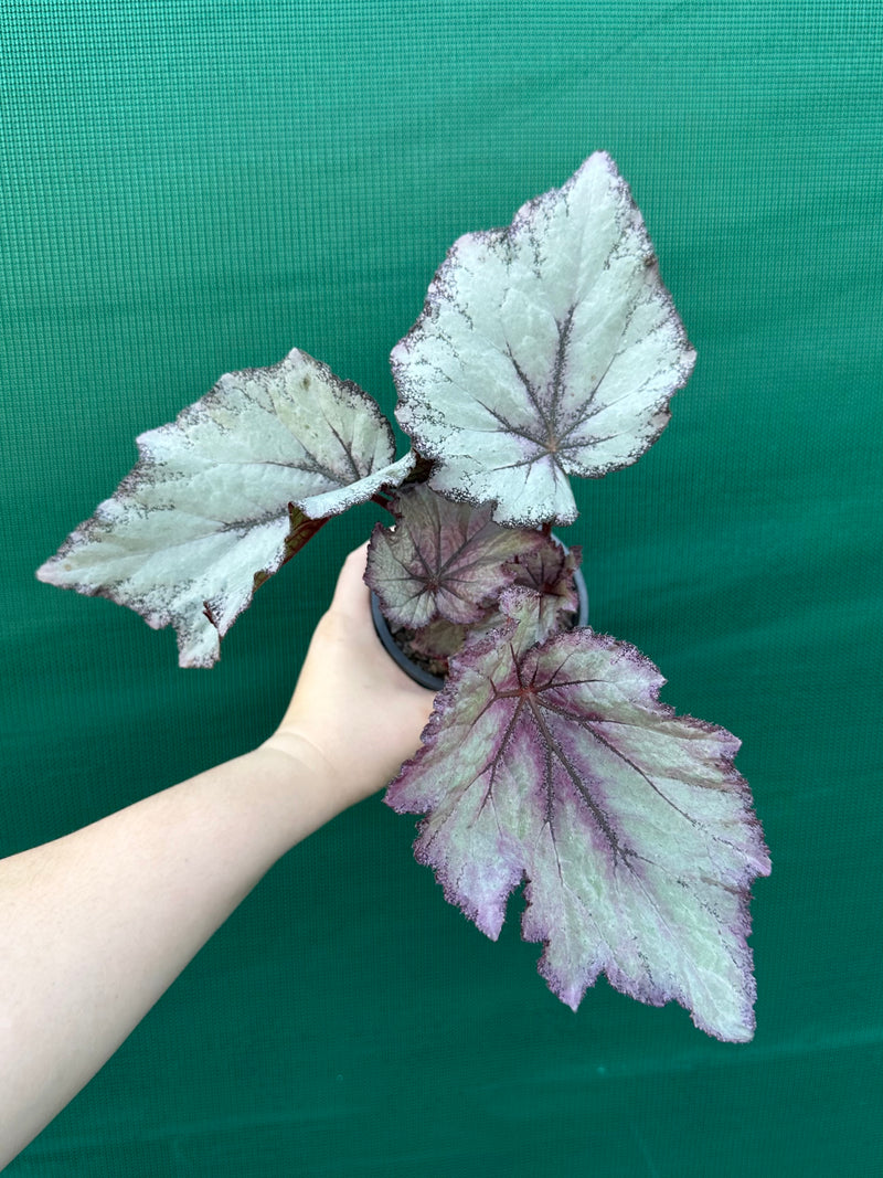 Begonia ‘Princess’