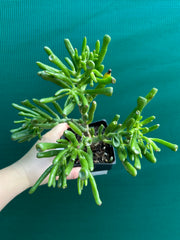 Crassula ovata ‘Skinny Fingers’ NEW