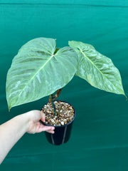 Philodendron 'Majestic' (Verrucosum x Sodiroi)