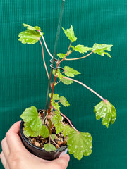 Begonia dregei