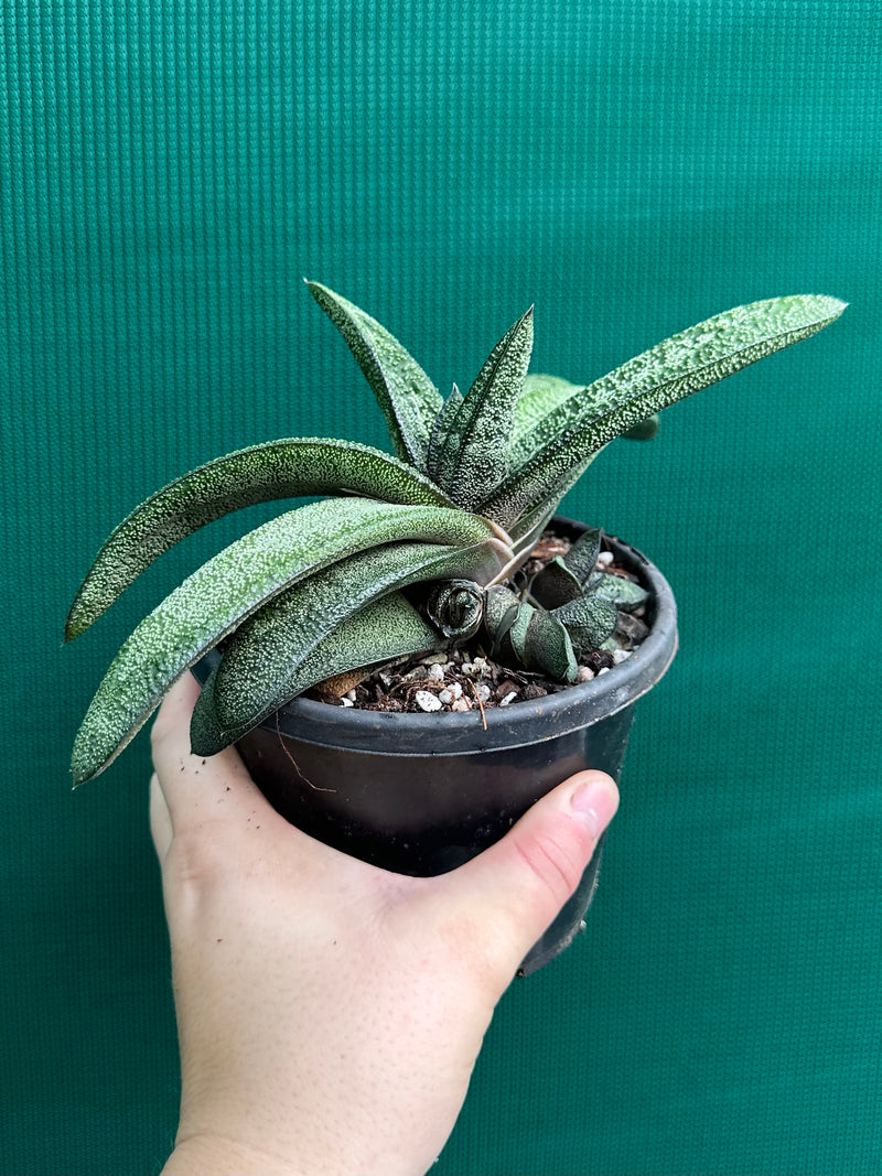 Gasteria batesiana NEW