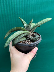 Gasteria batesiana NEW