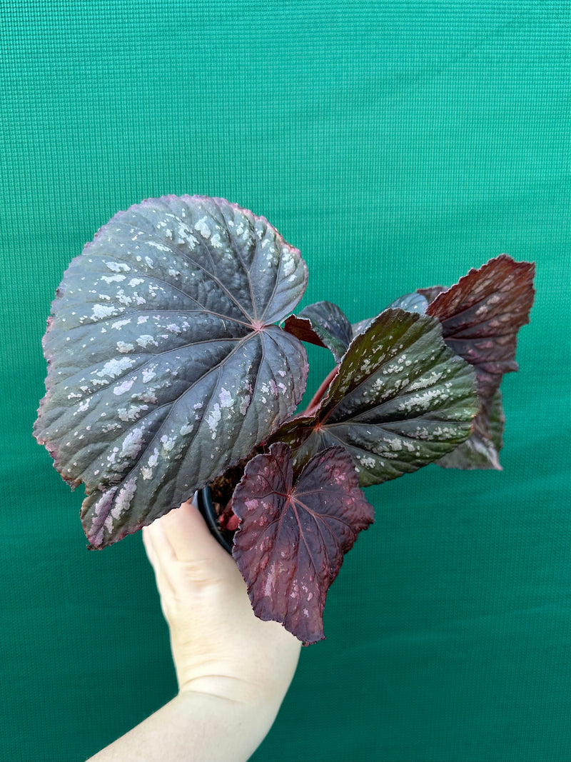 Begonia ‘Annan Storm’ NEW