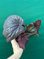 Begonia ‘Annan Storm’ NEW