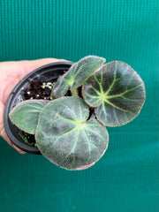 Begonia subacida (sp. Brazil)