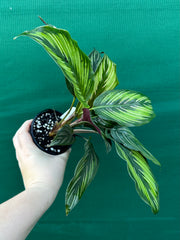Calathea ‘Ornata’