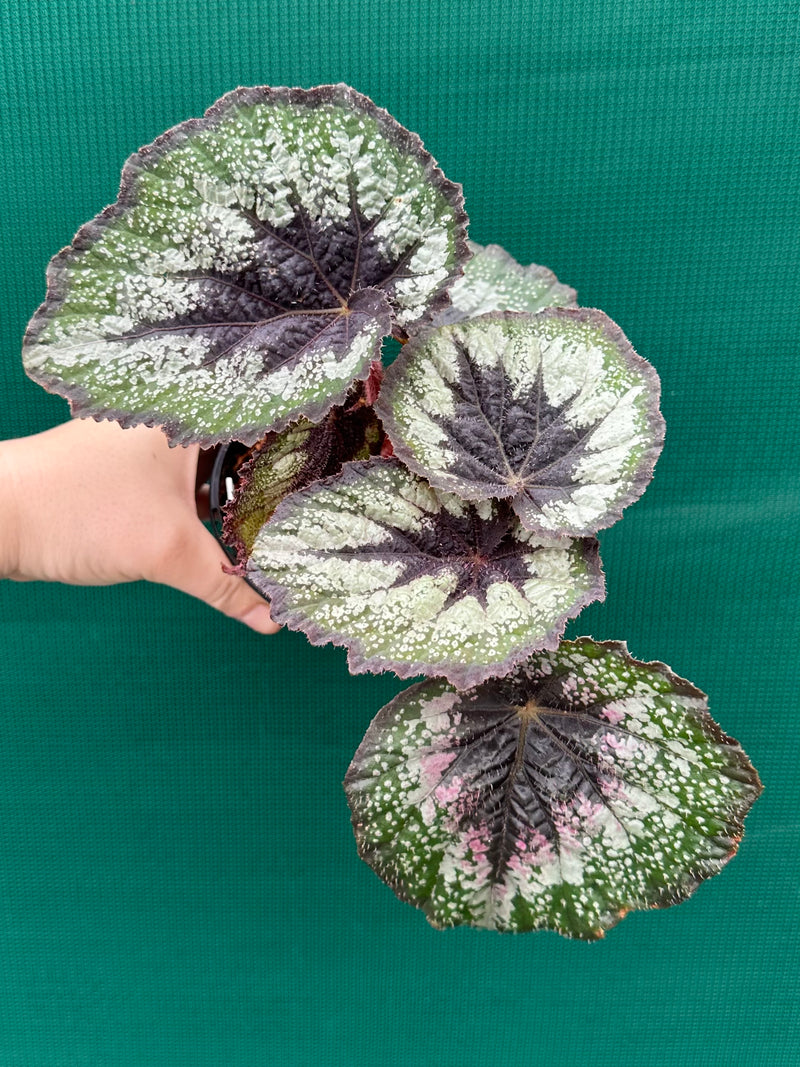 Begonia ‘Her Majesty’