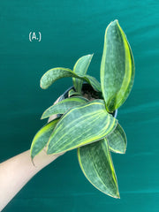 masoniana variegata NEW