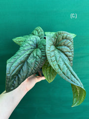 Anthurium luxurians x radicans