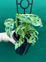 Monstera adansonii (Mottled Variegation) NEW