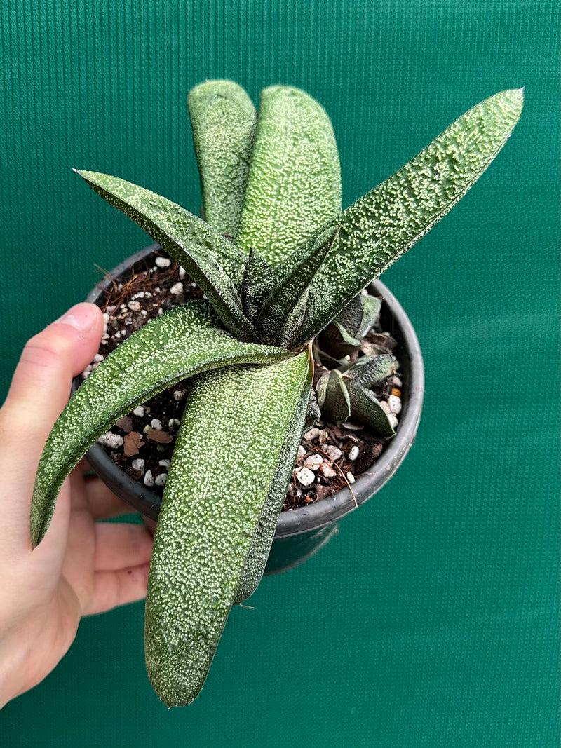 Gasteria batesiana NEW