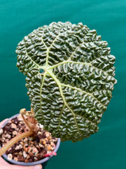 Begonia gehrtii