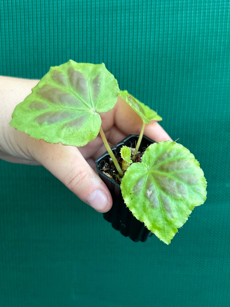 Begonia sumatra dongranensis NEW