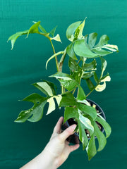 Rhaphidophora Tetrasperma Variegated