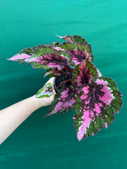 Begonia NOID 33