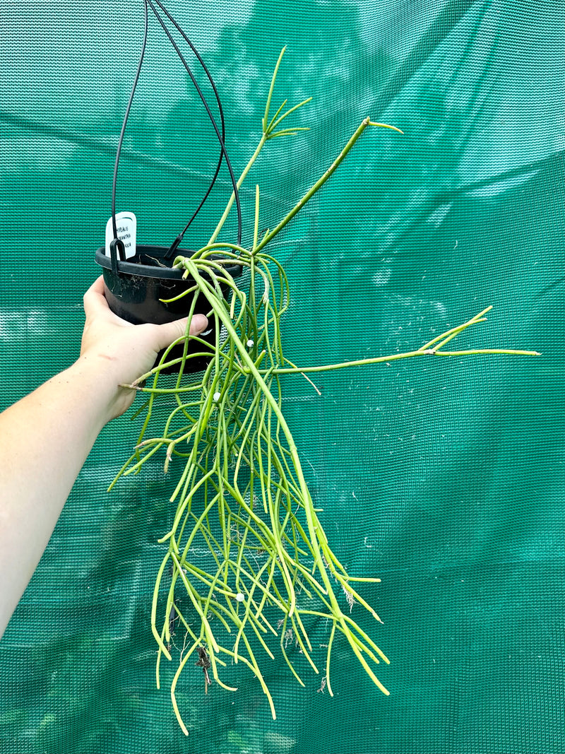 Rhipsalis Micrantha f. Villarica