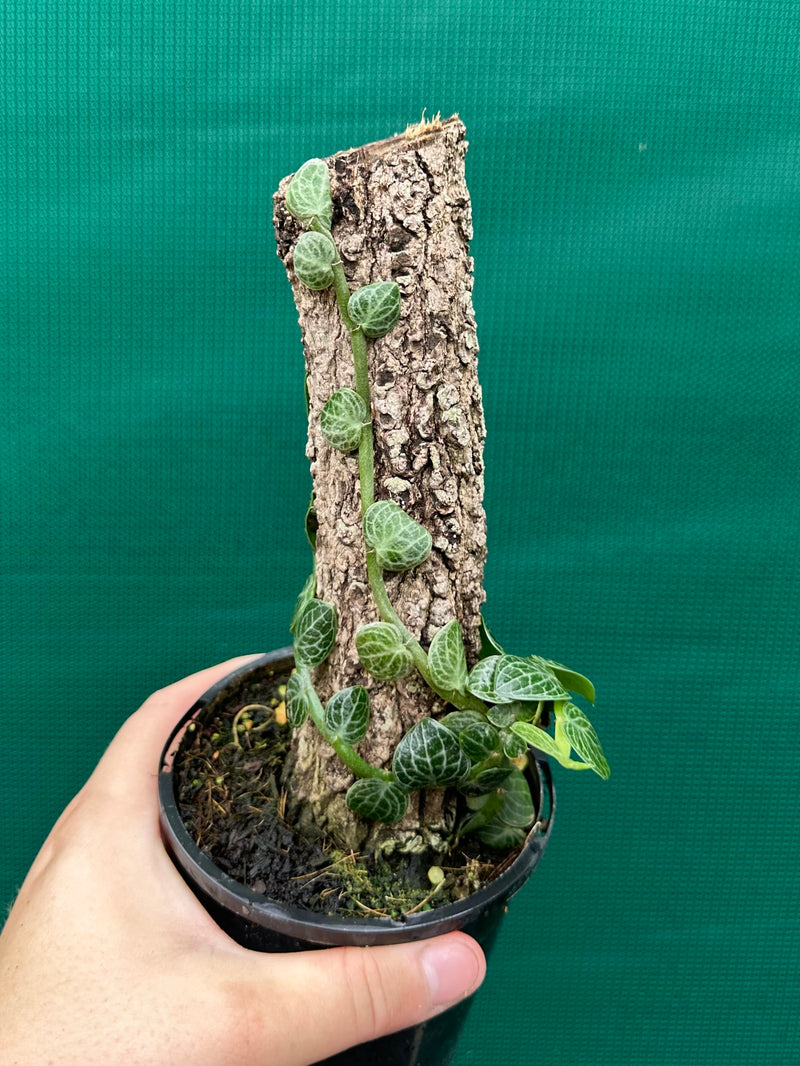 Rhaphidophora Cryptantha