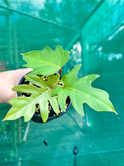 Philodendron mayoi 'Tahiti' NEW