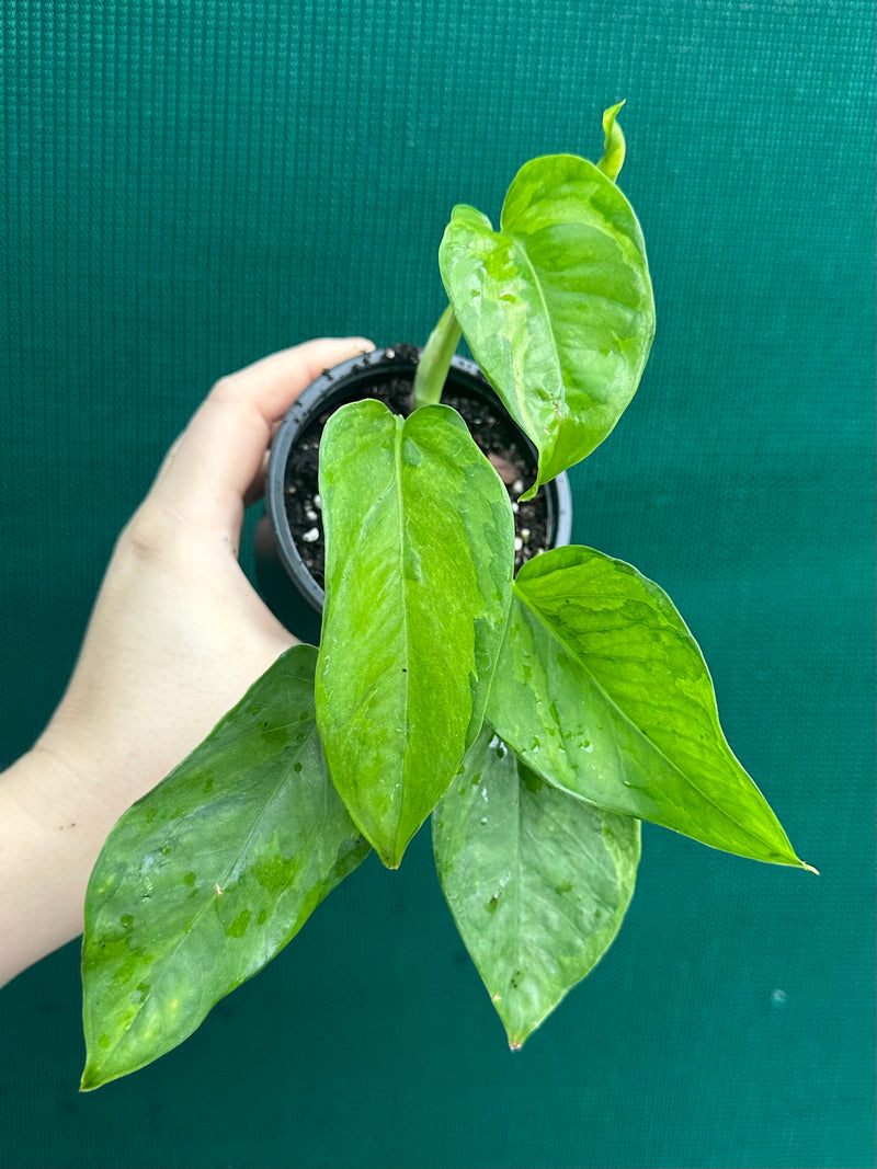 Pothos 'Green Queen’