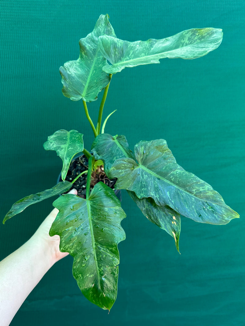 Philodendron ‘Golden Dragon’ NEW