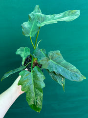Philodendron ‘Golden Dragon’ NEW