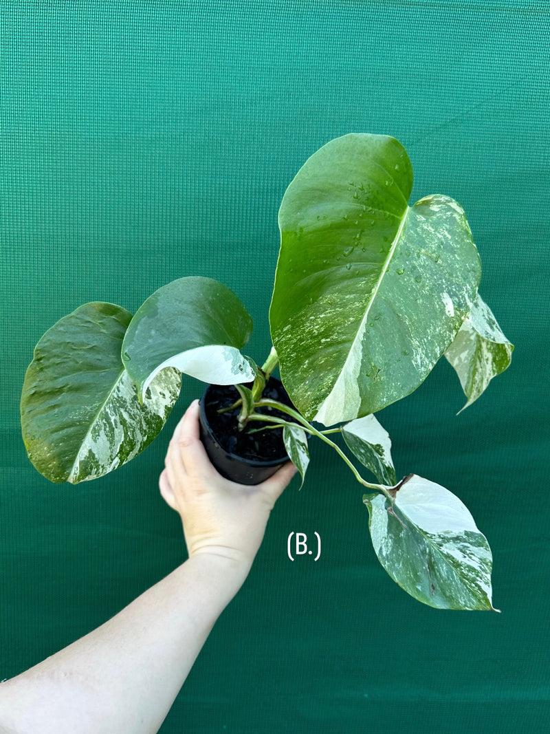 Monstera deliciosa borsigiana variegated albo NEW