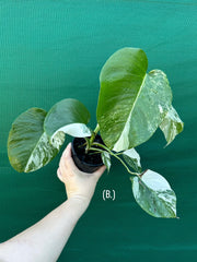 Monstera deliciosa borsigiana variegated albo NEW