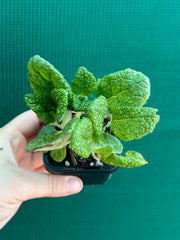 Sinningia Bullata ‘Emerald Forest’