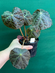 Begonia mumtaz