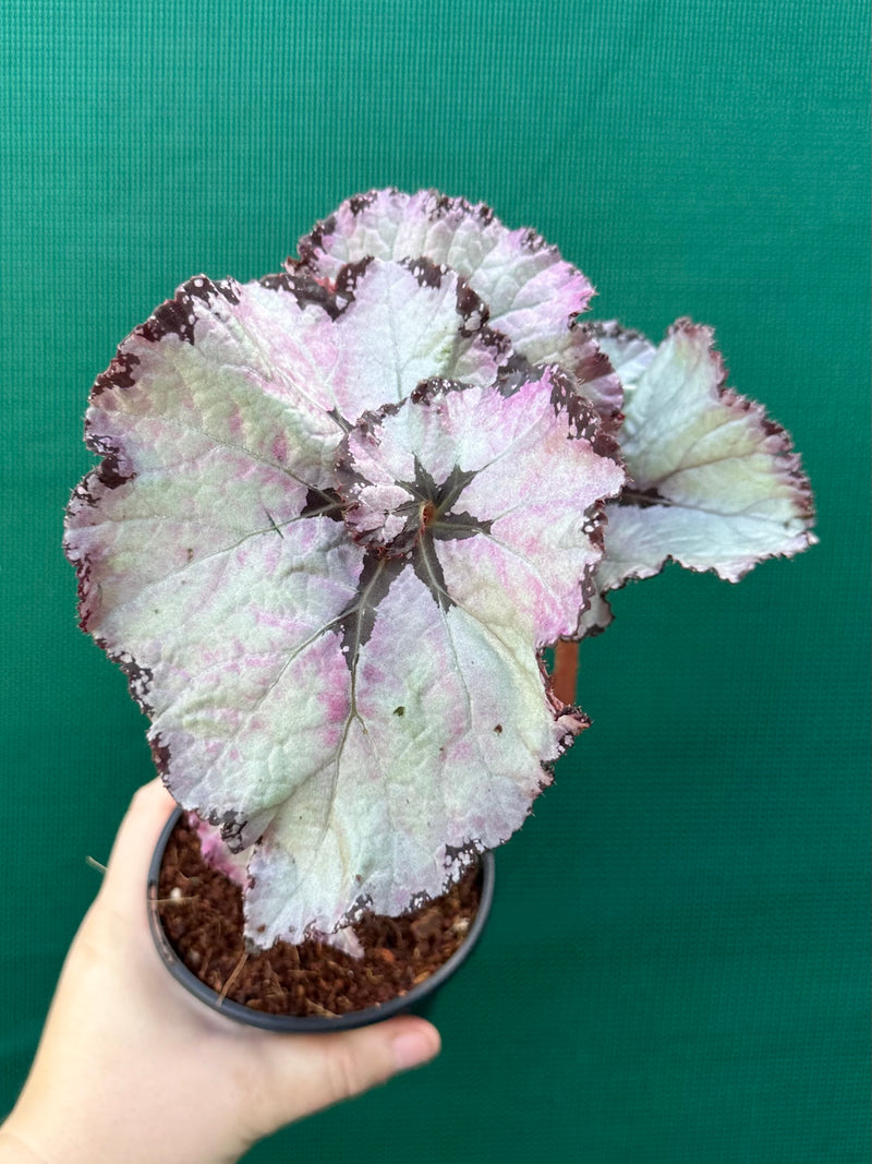 Begonia NOID 14