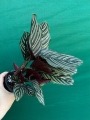 Calathea ‘Sanderiana Beauty’