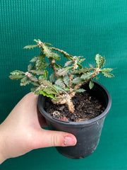 Euphorbia capsaintemariensis NEW