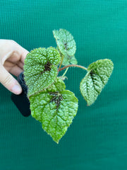 Begonia masoniana NEW