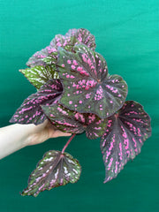 Begonia ‘Hot Pink Spotty’ NEW
