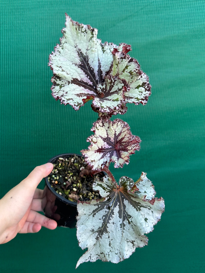 Begonia NOID 70