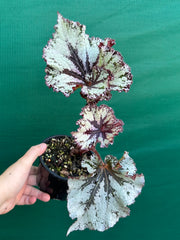 Begonia NOID 70