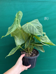 Anthurium ‘Magnificum’ NEW