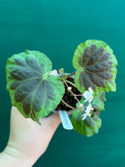 Begonia sumatra dongranensis