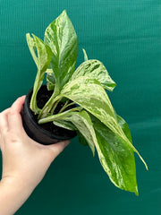Pothos 'Marble Queen'