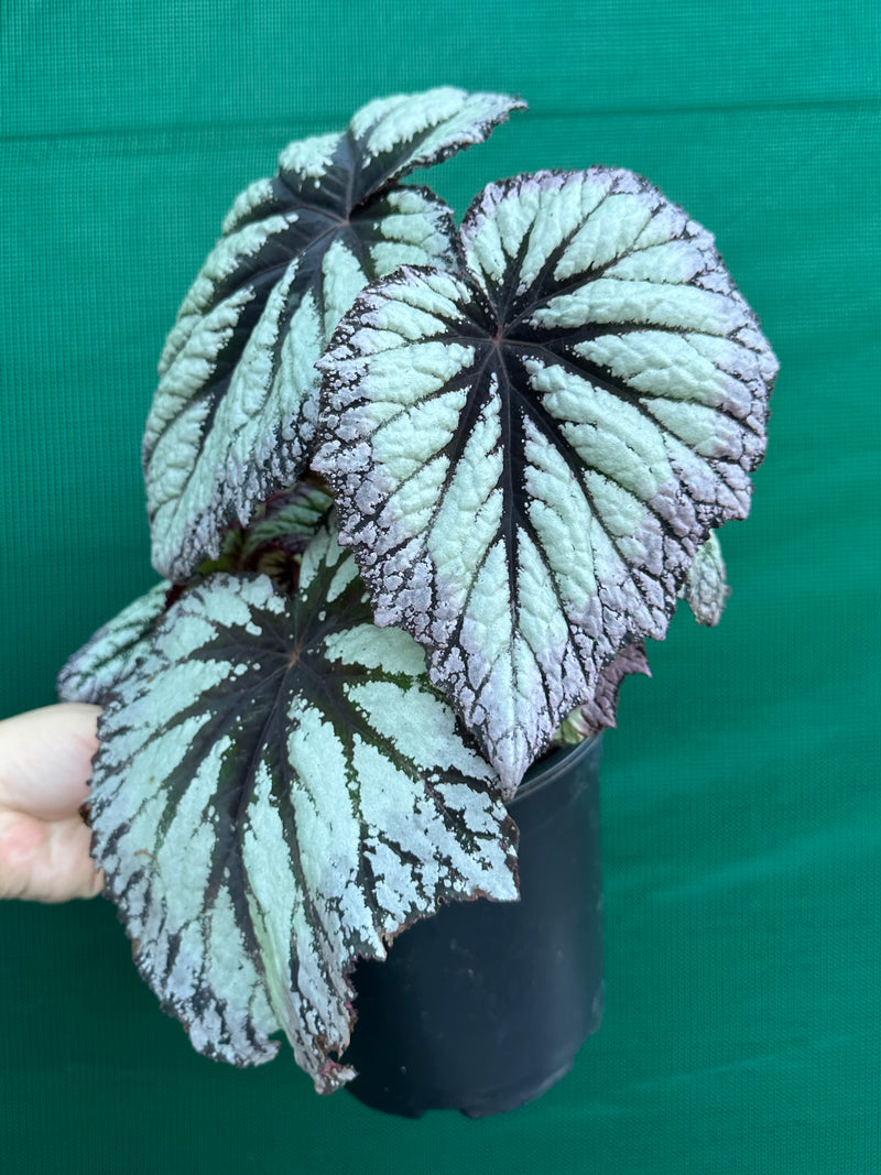 Begonia ‘Fireworks’