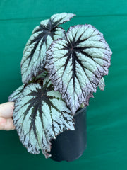 Begonia ‘Fireworks’