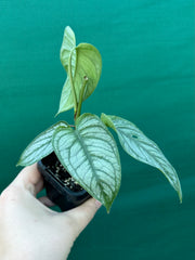 Monstera ‘El Salvador’