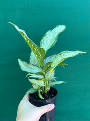 Dieffenbachia ‘Memoria Corsii’